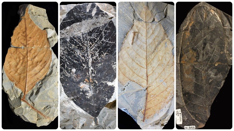 El asteroide que acabó con los dinosaurios dio origen a nuestros bosques tropicales