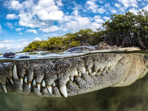 El relato del colombiano que logró sobrevivir al ataque de un cocodrilo en Florida