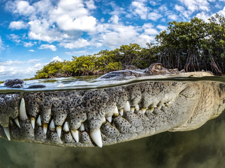 Un curioso cocodrilo americano (Crocodylus acutus) en los Jardines de la Reina, un archipiélago frente a la costa de Cuba. Está estrictamente protegido desde 1996, y es uno de los ecosistemas marinos más intactos del mundo.
