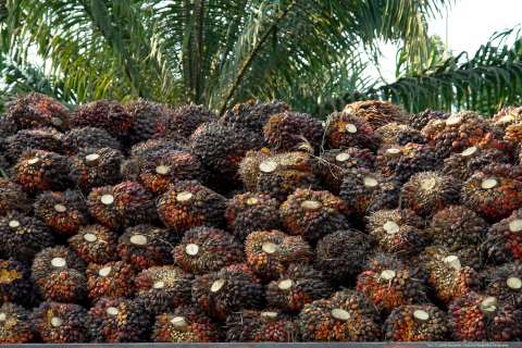 Récord y alza en producción de aceite de palma en Colombia