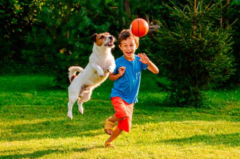 5 juegos para entretener a tu perro en casa