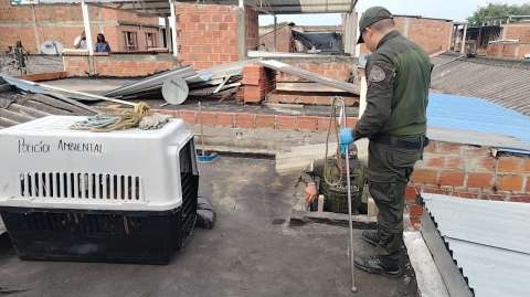 Rescatan cuatro perros víctimas de maltrato en el Valle; un hombre fue capturado