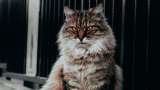 Gato siberiano: características, personalidad y curiosidades que quizá no sabía