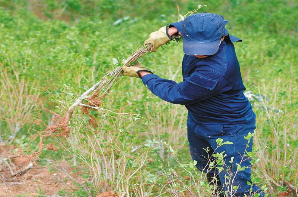 En 2018 Norte de Santander tuvo el municipio con más hectáreas de coca sembradas: Tibú, con 16.096. / AFP