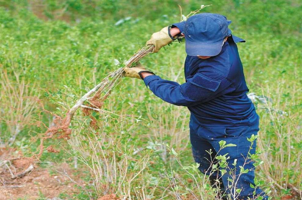 La más reciente estrategia que vincula a Estados Unidos y Colombia en materia de drogas ilícitas deja al país con la tarea de disminuir los cultivos ilícitos, al tiempo que invierte en el desarrollo de las zonas rurales.
