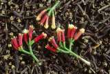¿Cómo cultivar clavos de olor en casa para llenarse de dulzura y fragancia?