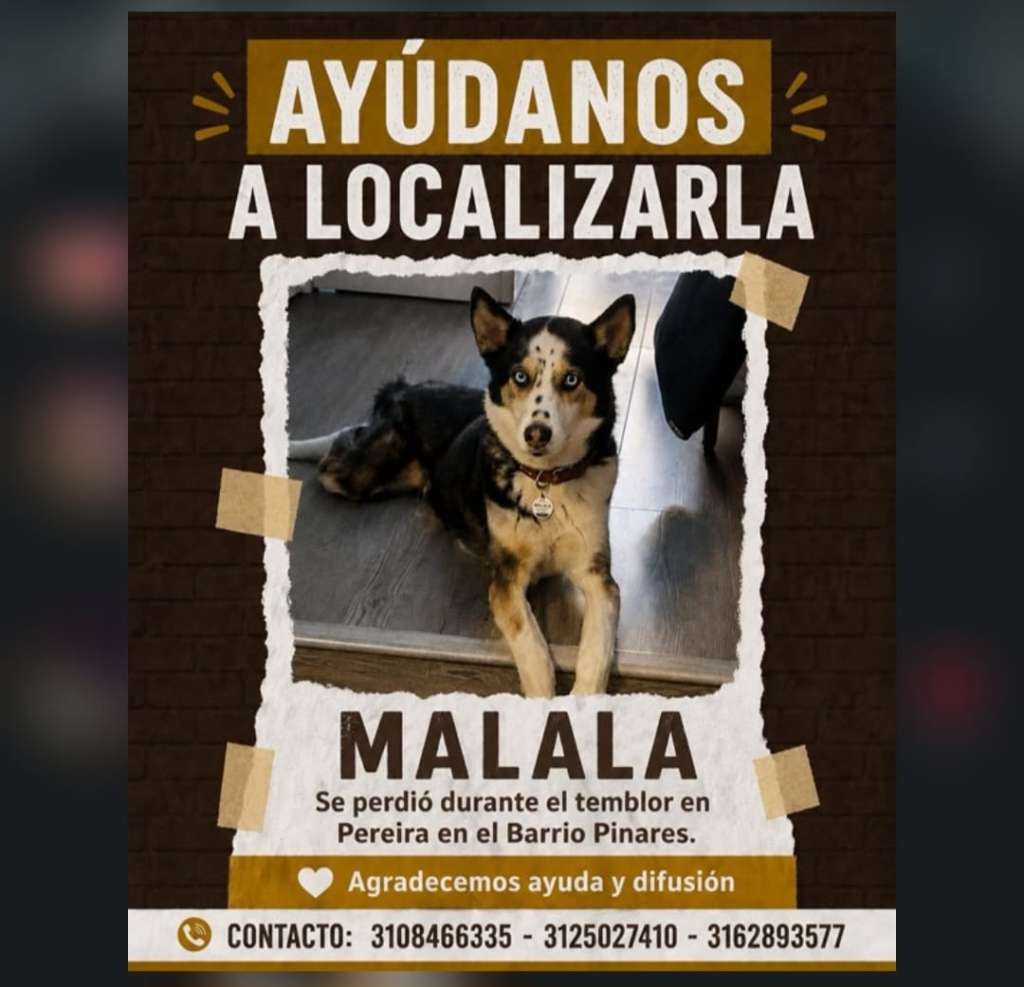 Perritos