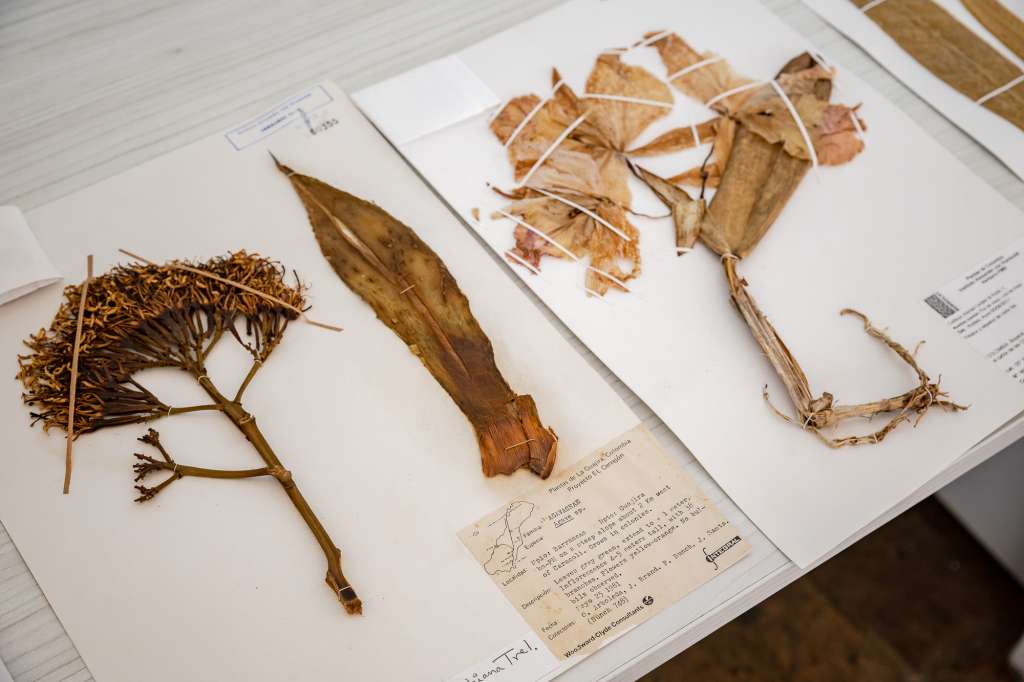 Muestras de las Colecciones Botánicas del Instituto Humboldt, ubicadas en Villa de Leyva, Boyacá / Foto: Felipe Villegas
