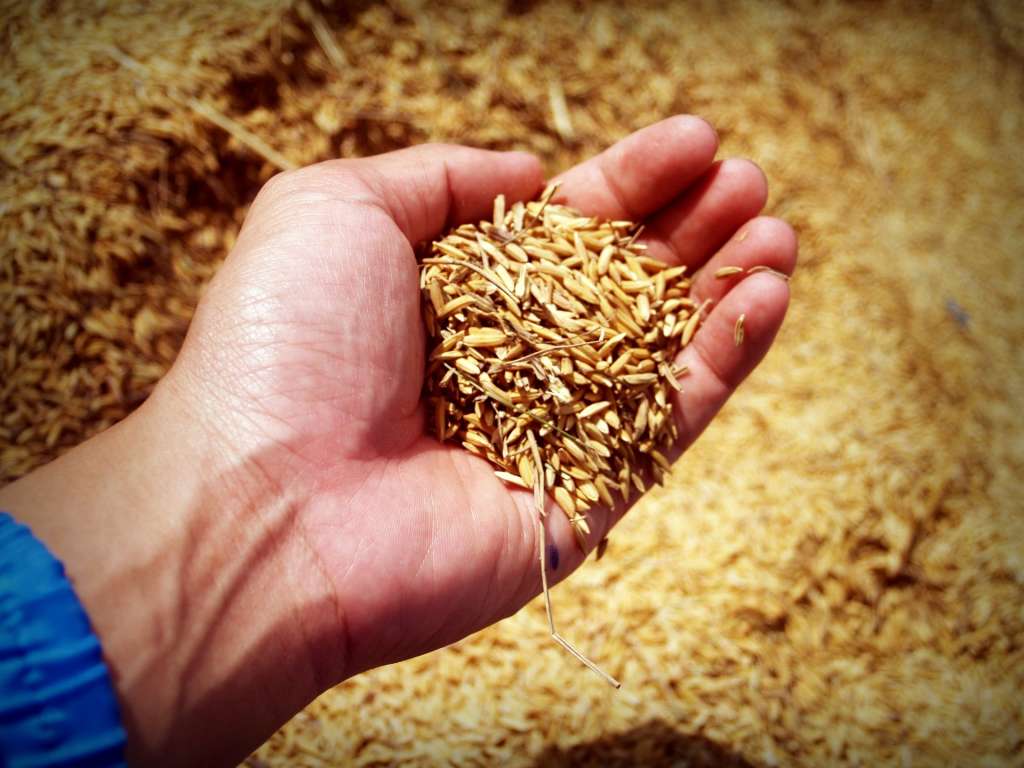 El mejoramiento de las semillas ayuda a los cultivos a garantizar cultivos más resistentes a las condiciones climáticas.
