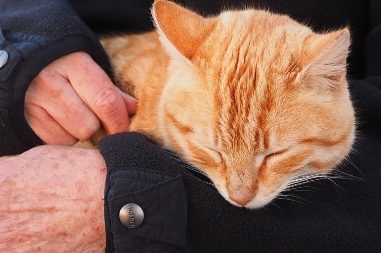 Las razones por las que un gato marca territorio