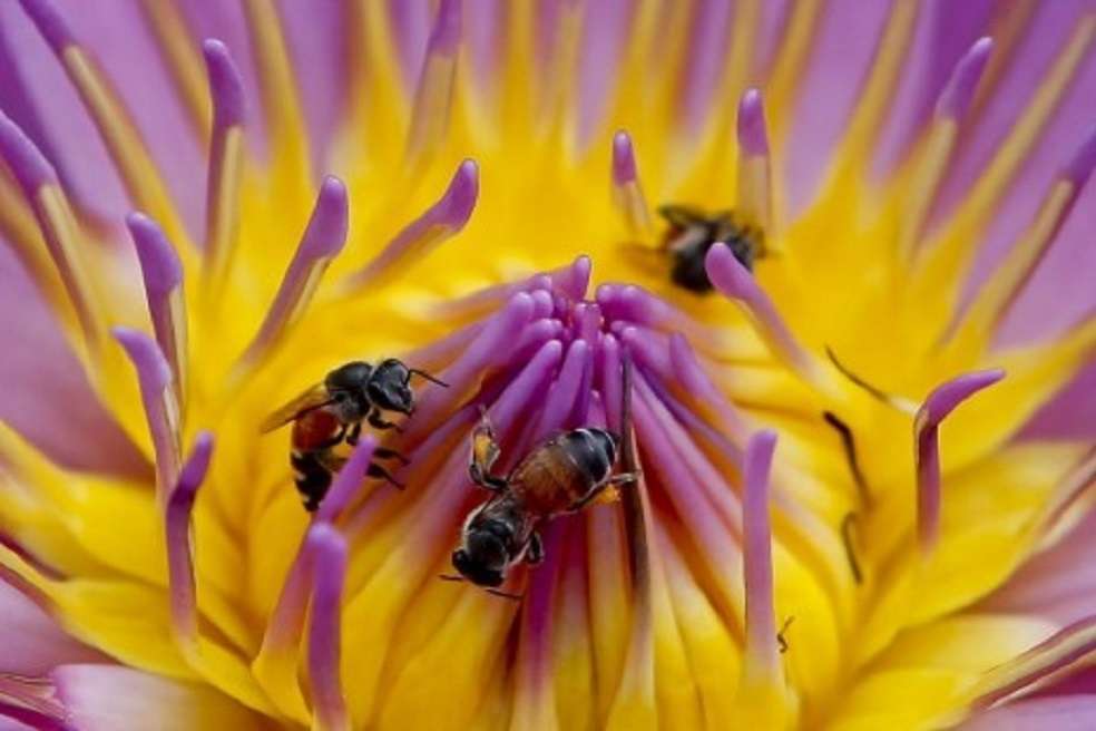 El informe “Atlas de Insectos” fue elaborado por la oficina europea de la ONG Amigos de la Tierra y la Fundación Heinrich Böll.