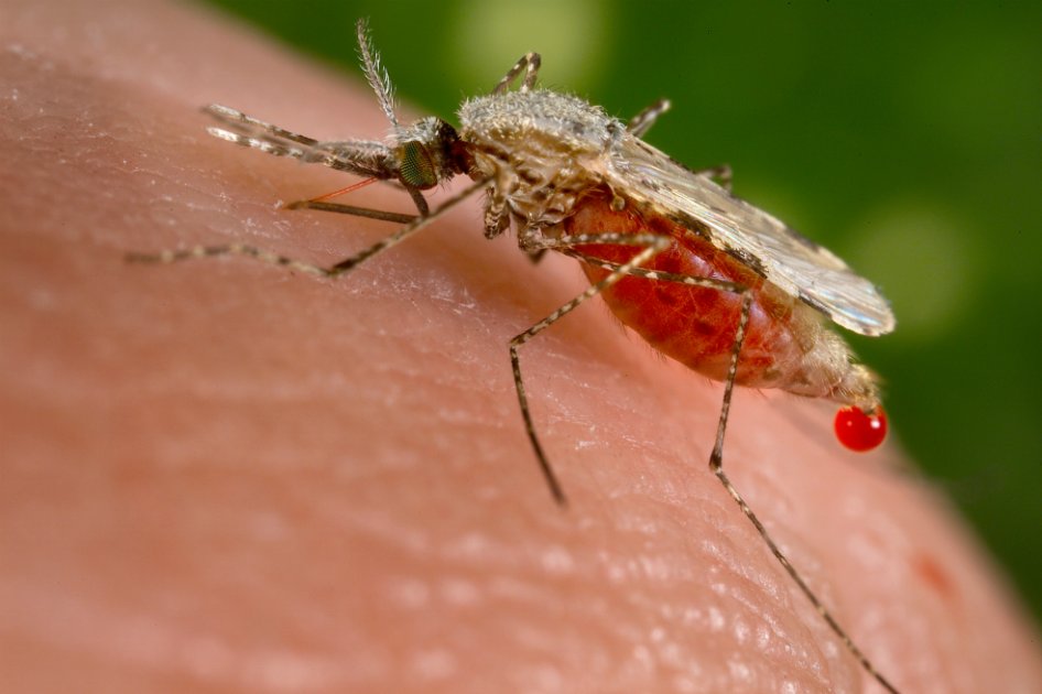 El mosquito Anopheles albimanus es un vector de la malaria humana. / Wikipedia