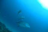 La sobrepesca y el cambio climático aumentan los niveles de mercurio en el pescado