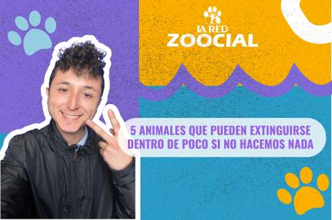 (VIDEO) Cinco animales que pueden extinguirse dentro de poco si no hacemos nada