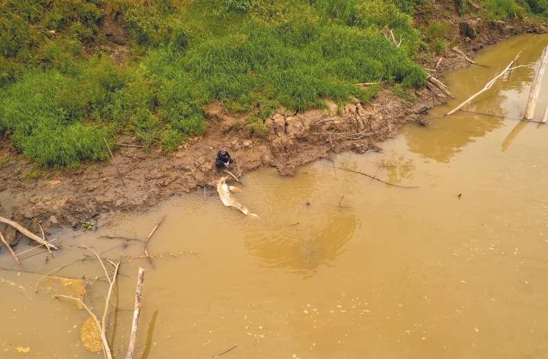 El ataque por parte de los pescadores es una más de las amenazas que los delfines de río en el Amazonas.