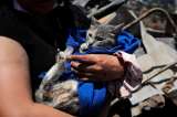 Veterinarios luchan por salvar a cientos de mascotas afectadas por los incendios en Chile