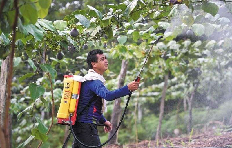 Los excombatientes de las Farc que adelantan su reincorporación colectiva añoran ser dueños de los predios donde tienen sus proyectos productivos. / Mauricio Alvarado