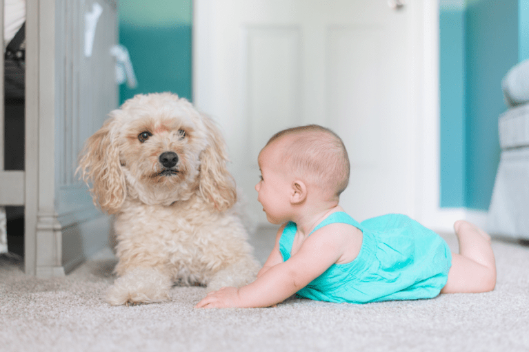 4 razas de perros tranquilas para convivir con niños