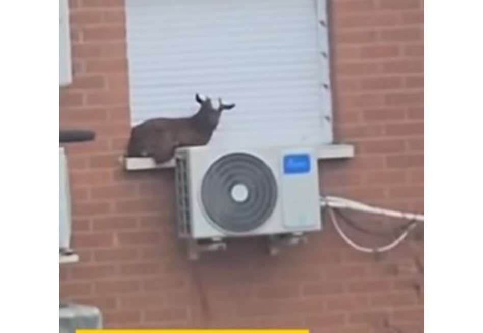 El rescate de la cabra ha generado una gran atención en las redes sociales, y muchos usuarios han expresado su preocupación por el bienestar de los animales en situaciones similares.