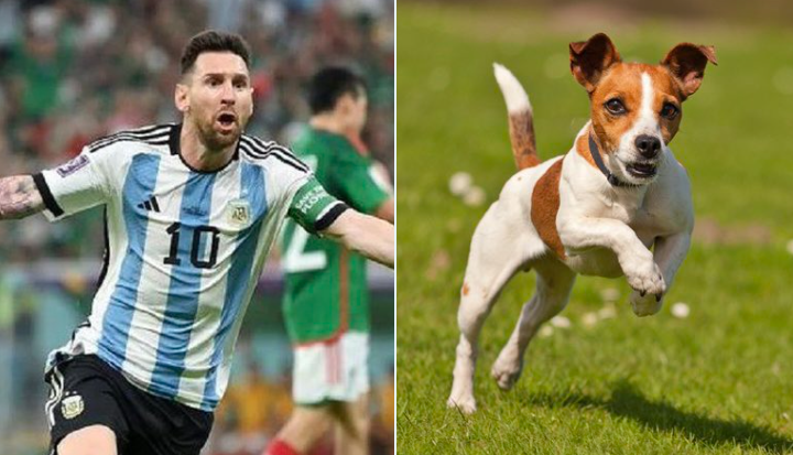 Messi en el lado izquierdo, un perro jack russell terrier en el lado derecho.