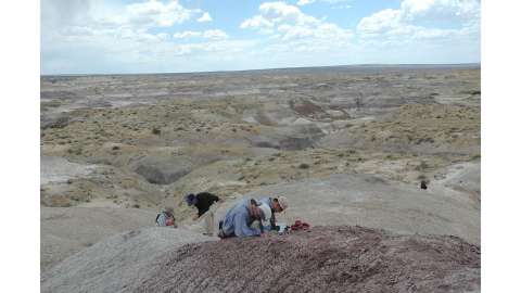 Nuevo estudio revela que los dinosaurios no estaban en declive antes de la extinción masiva