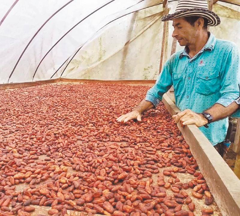 La certificación de comercio justo fue otorgada a ocho organizaciones de base campesina. / Cortesía
