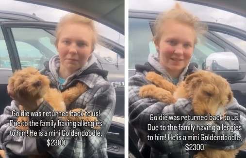 Goldie volvió a Michigan acompañado por una asistente de vuelo especializada en el traslado de mascotas.