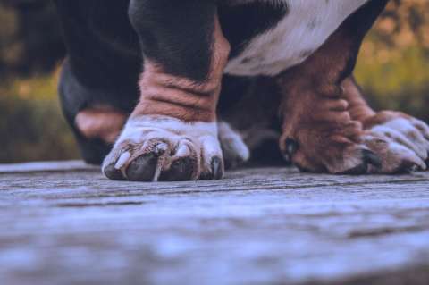 (Video) Así están robando mascotas en Ciudad Bolívar, Bogotá