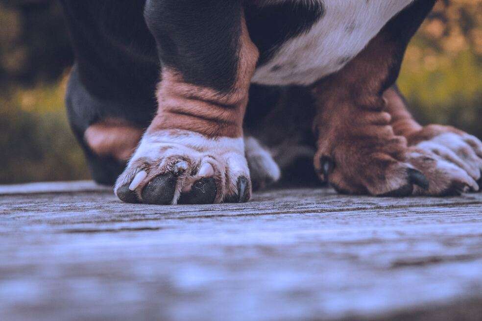 Perros robados
