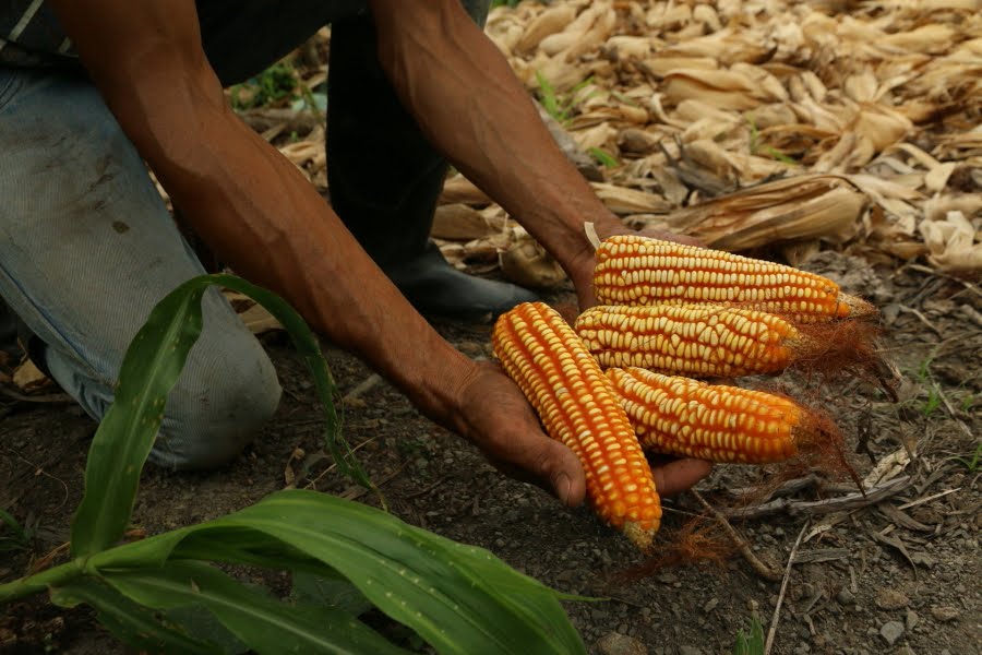 Hoy, la región más desigual del mundo está dando una de las lecciones más poderosas: con decisión, innovación y cooperación, el Hambre Cero al 2030 no es una utopía.