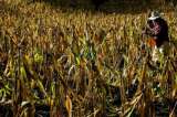 Gobierno de Jamaica brindó 300 tanques de agua a agricultores para encarar sequía