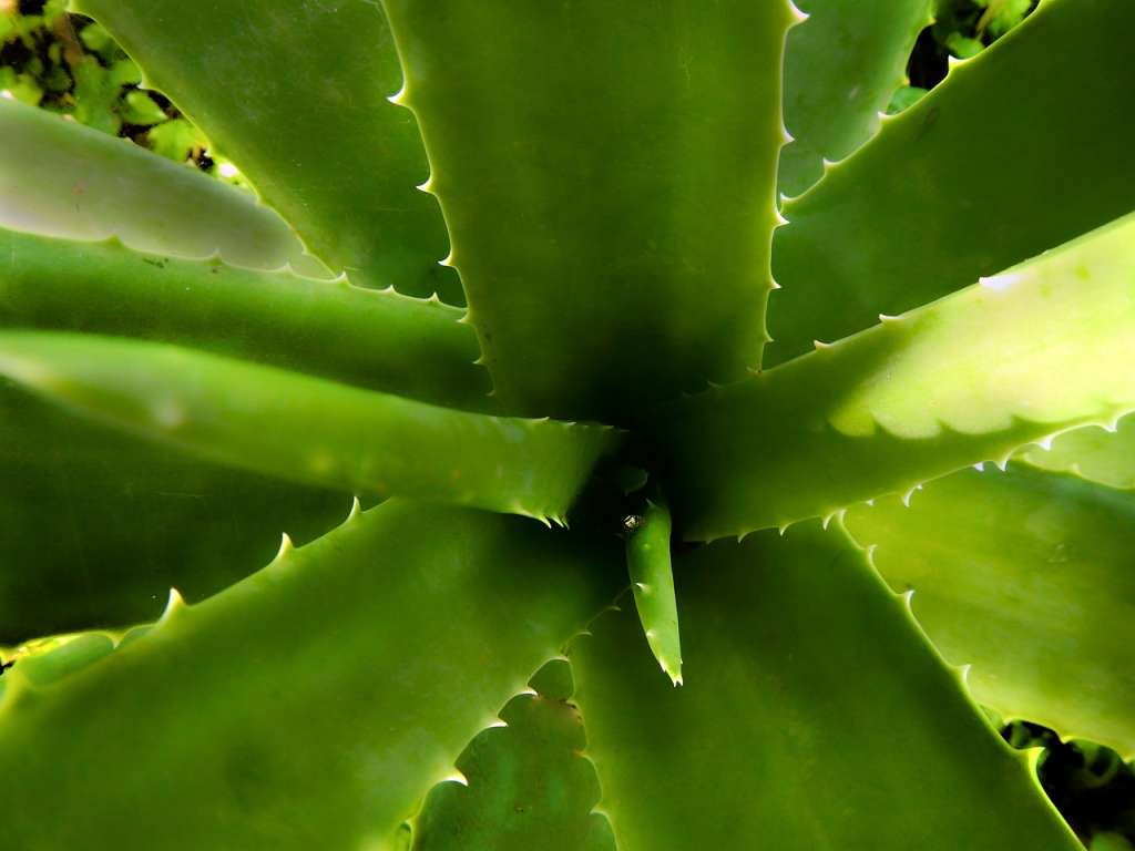 La sábila es de fácil cuidado, ideal para quienes no pueden dedicar mucho tiempo a la jardinería.