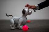 Qué prefiere, ¿mascota robot o de carne y hueso?
