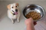 ¿Cuál es el mejor lugar para poner el plato de comida de los perros?