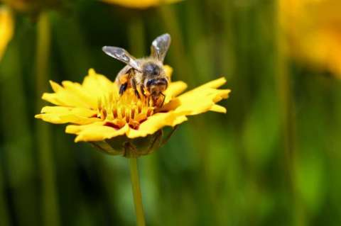 Tras cuatro décadas desaparecida, encuentran a la abeja más grande del mundo