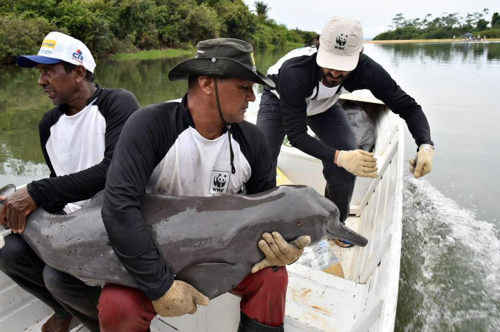 WWF hace parte de la iniciativa de Delfines de Río de Sudamérica (SARDI, por sus siglas en inglés), que reúne los principales investigadores de delfines de río de Suramérica.