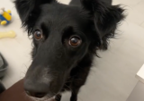 Border collie “súper inteligente” diferencia todos sus juguetes: ¿cómo lo hace?