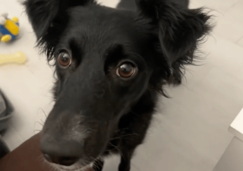 Border collie “súper inteligente” diferencia todos sus juguetes: ¿cómo lo hace?