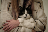 ¿Por qué los gatos se ponen nerviosos?