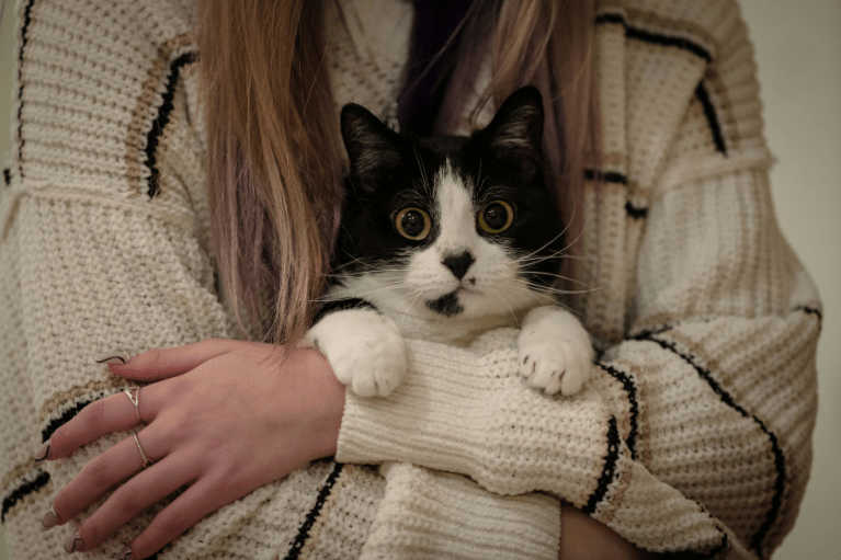 ¿Por qué los gatos se ponen nerviosos?