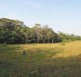 ¿Qué pasa con los bosques cuando los fragmentamos?