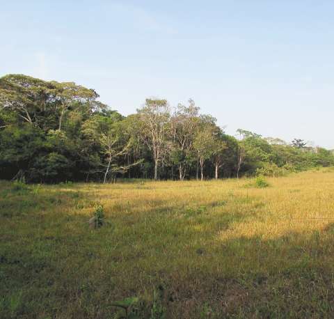 ¿Qué pasa con los bosques cuando los fragmentamos?