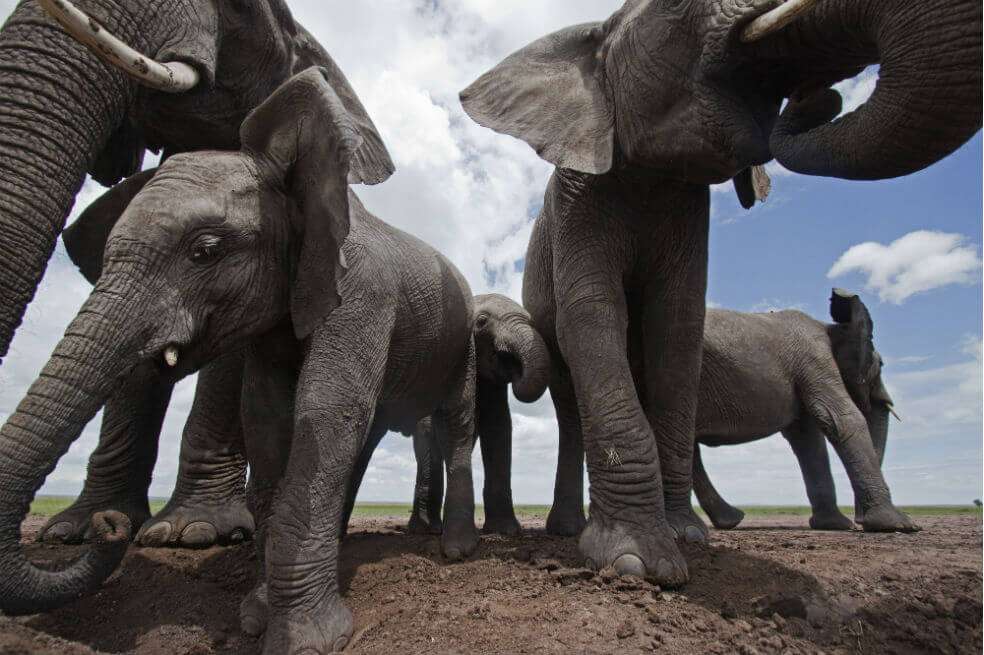 La serie fue grabada en 50 países, y recoge la gran diversidad de habitats que hay en nuestro planeta.  / Netflix
