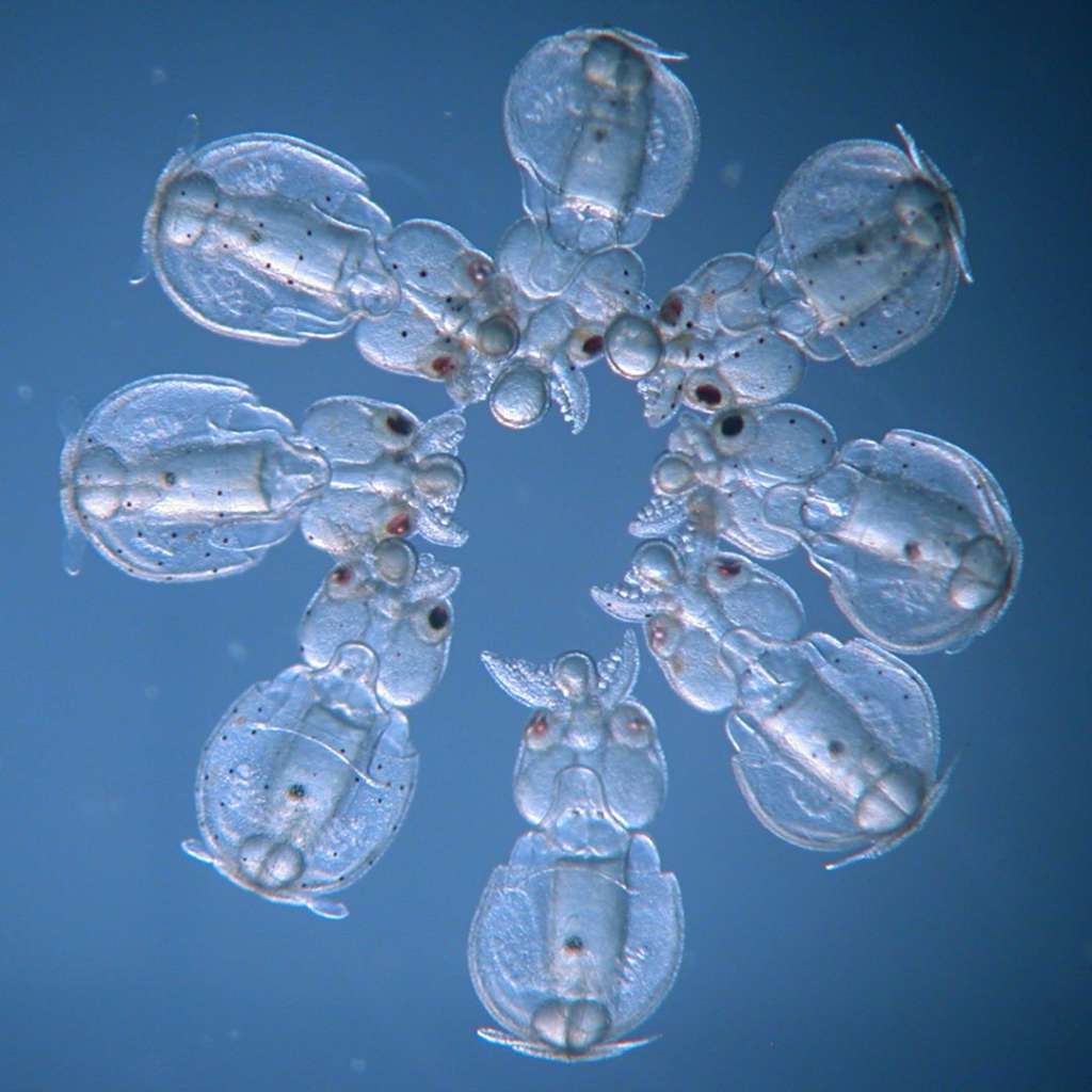 Ciencia Nature
