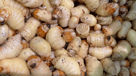 Gastronomía ancestral amazónica: gusanos, hormigas, casabe y tucupí