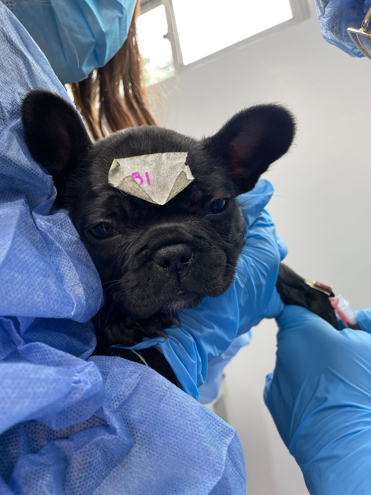 Venta de animales en la Avenida Caracas: un negocio bajo la lupa y la crítica