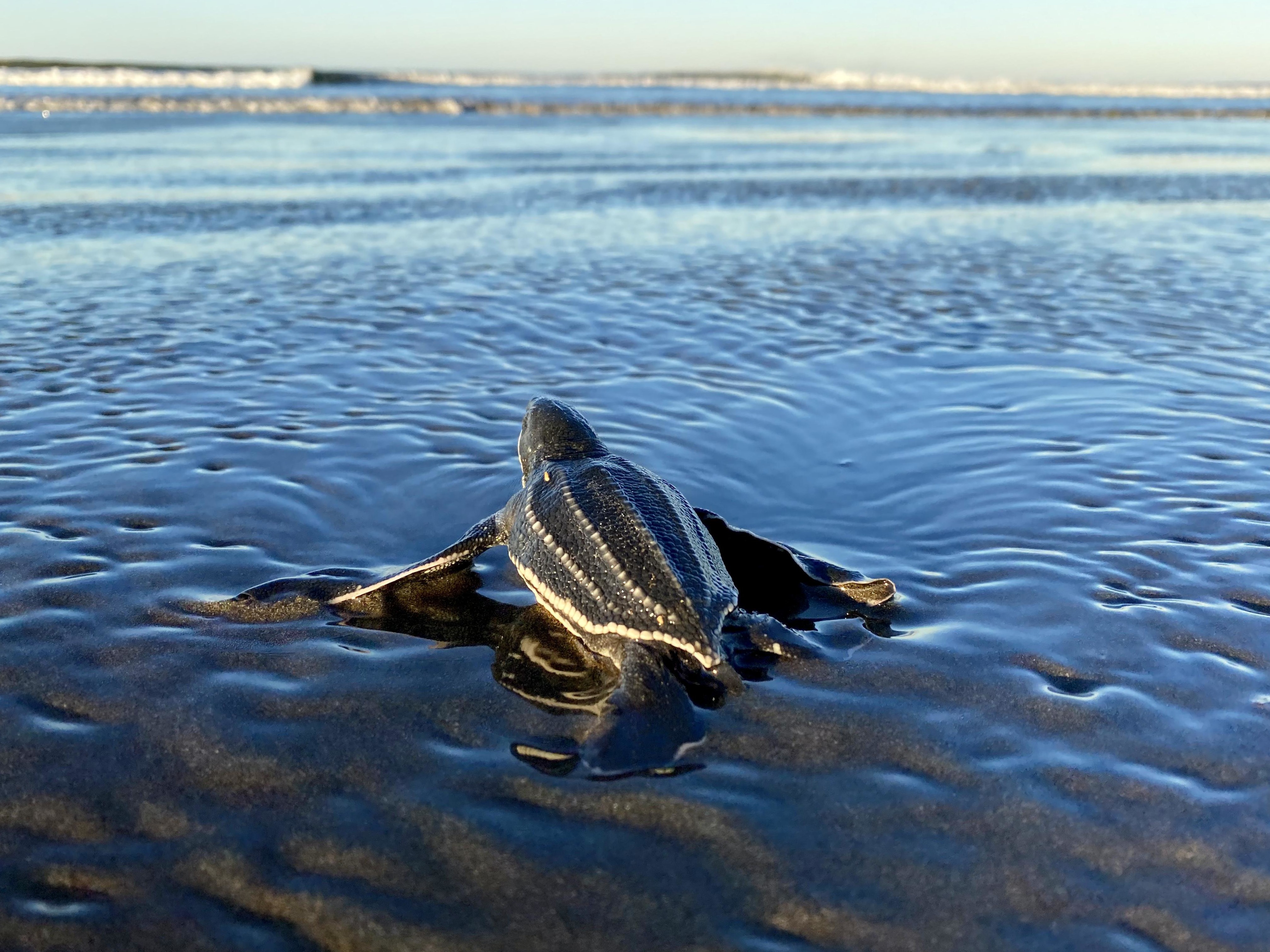 Las tortugas marinas están en riesgo. Aquí hay una estrategia para proteger sus viajes.