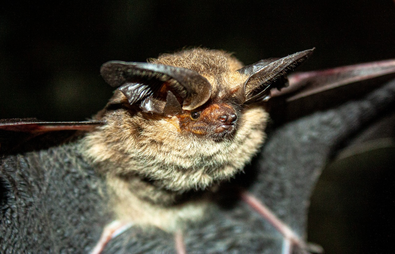 Foto del Así es el Histiotus cadenai, una nueva especie descrita en Los Andes.