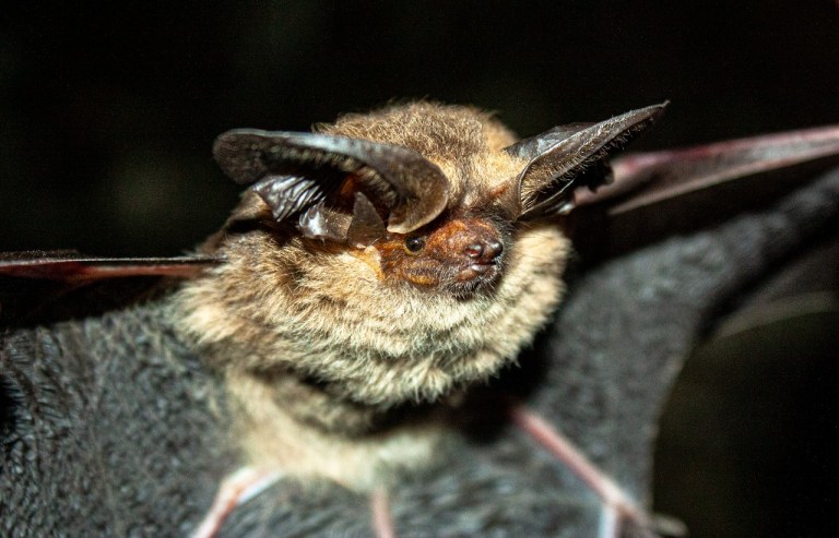 Describen una nueva especie de murciélago en Colombia