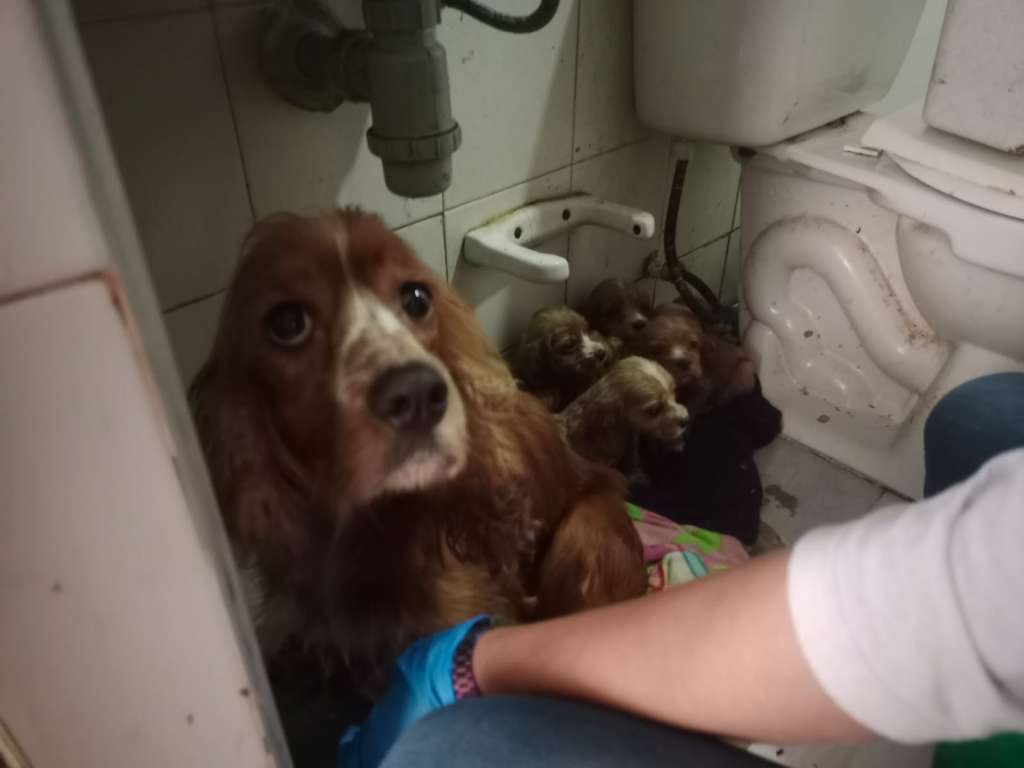 El IDPYBA hace un llamado a romper el ciclo de la comercialización de animales y a no fomentar indirectamente la sobreexplotación.